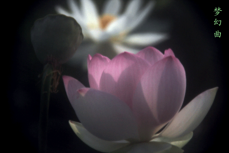 img_7107.gif