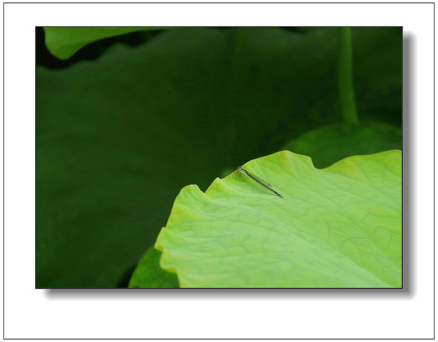img_1360by.jpg