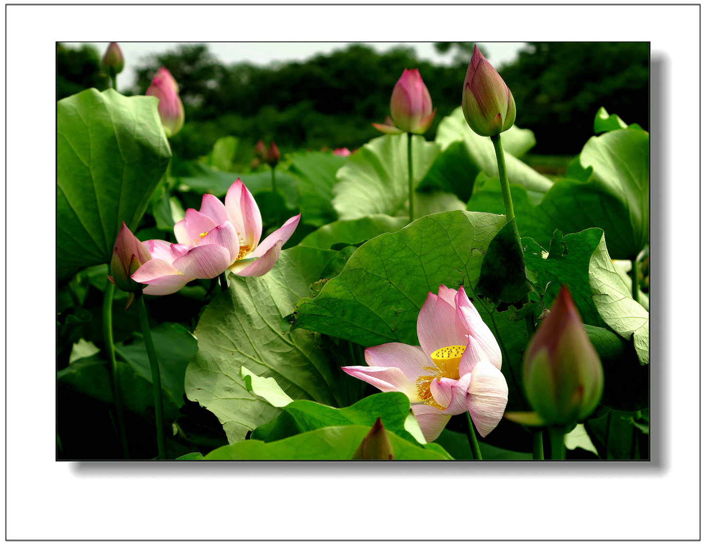 img_1370ay.jpg