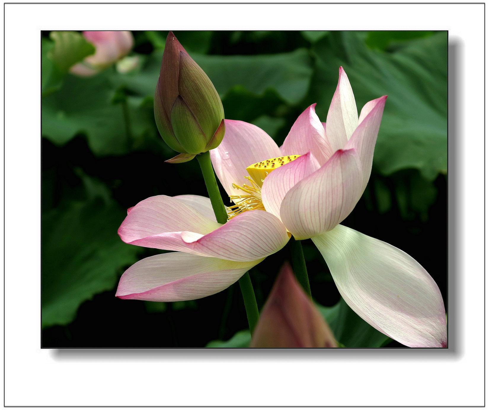 img_1380ay.jpg