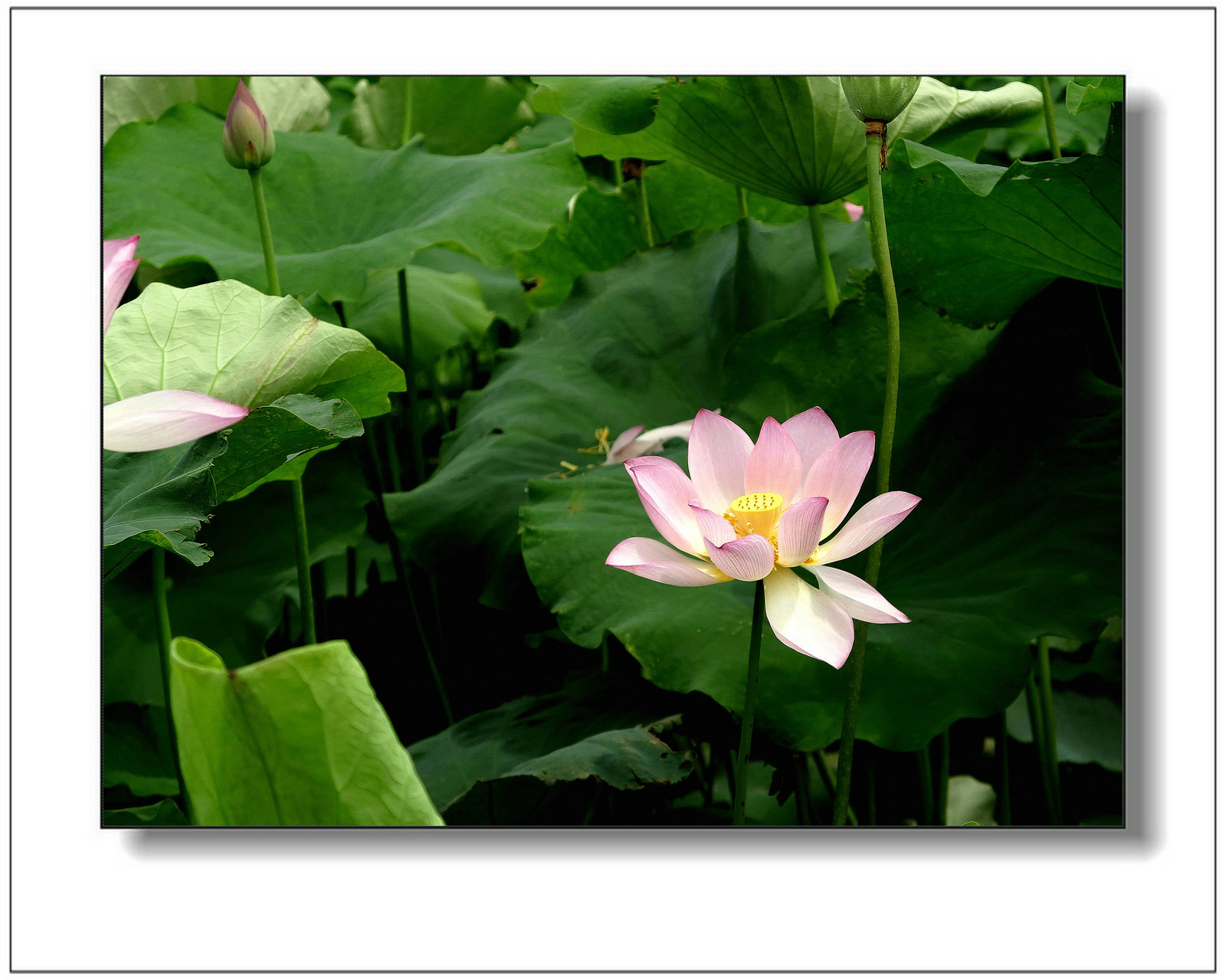 img_1376by.jpg