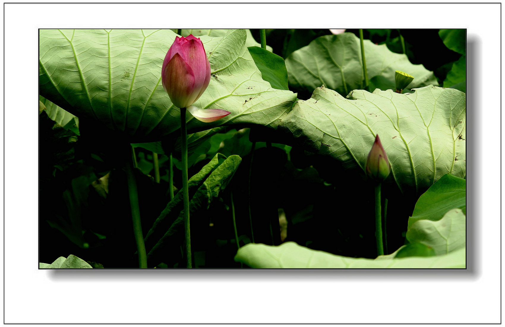 img_1393ay.jpg