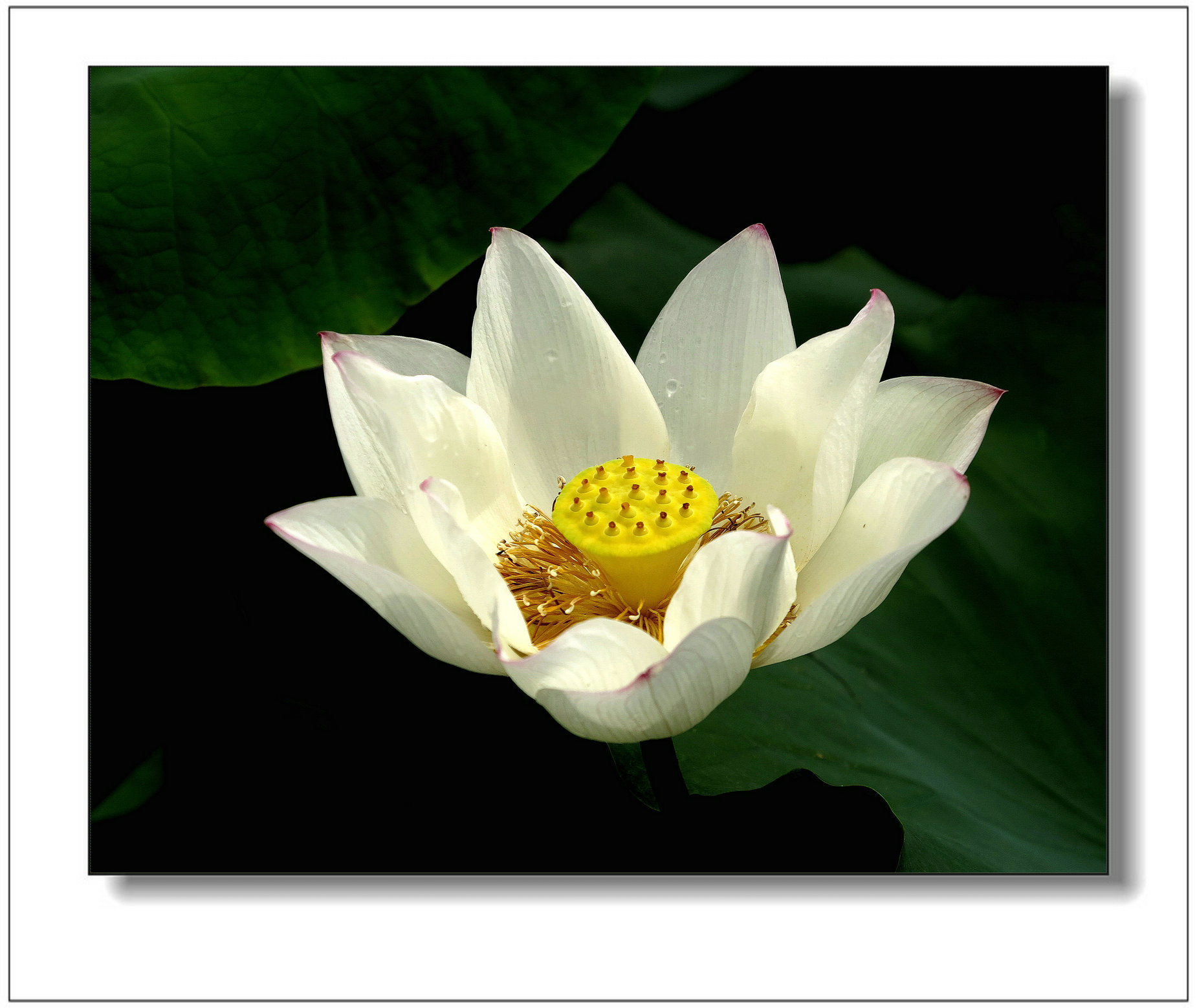 img_1390ay.jpg