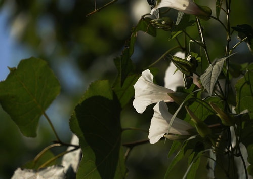neo_img_dsc03697.jpg