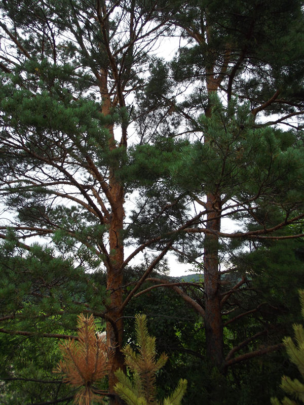 dscf2829_.jpg