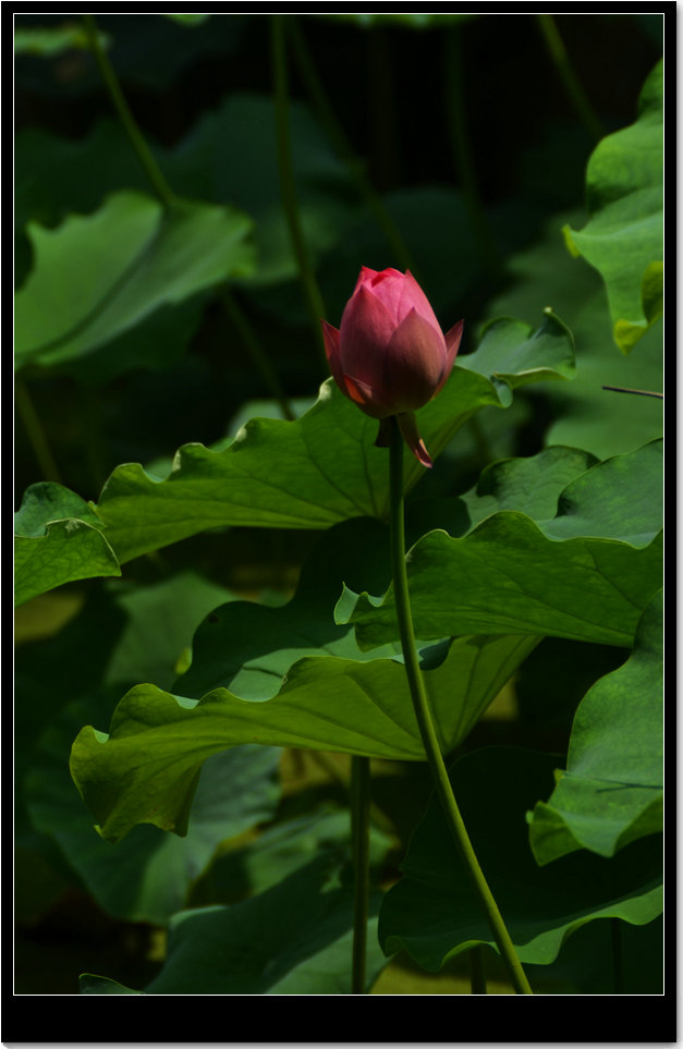 dsc_7563.jpg