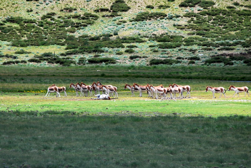 dsc_7537.jpg