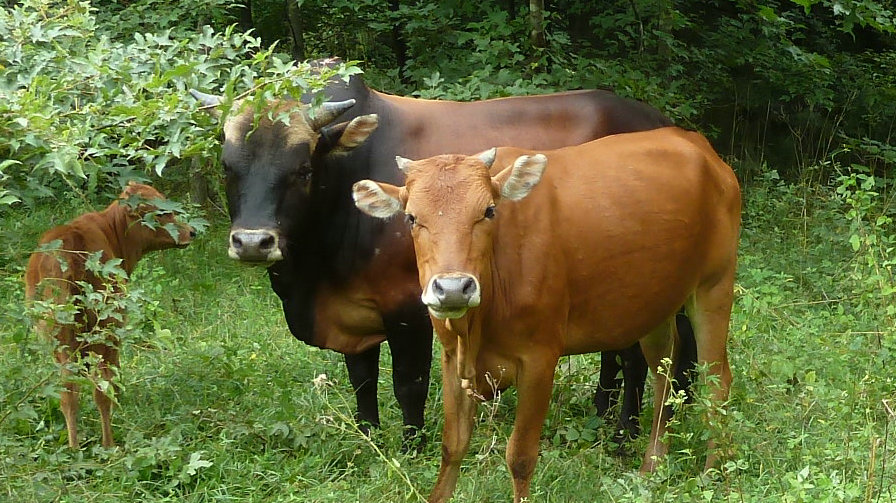 p1110077_.jpg