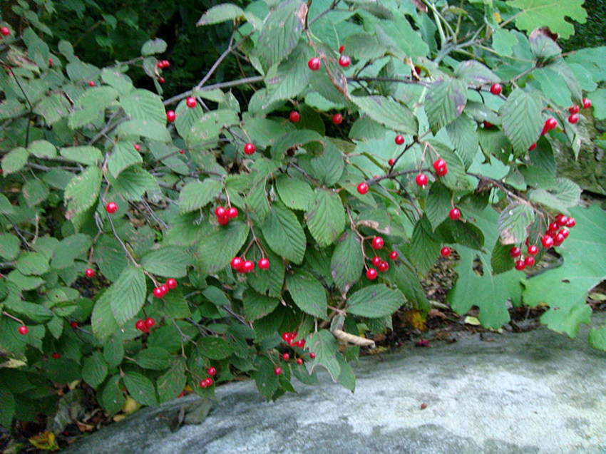 dsc01014_.jpg