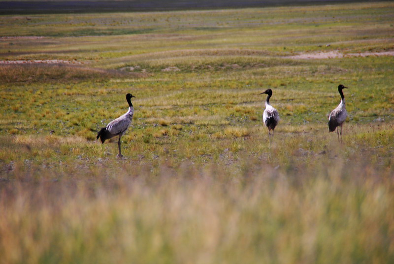 dsc_9563.jpg