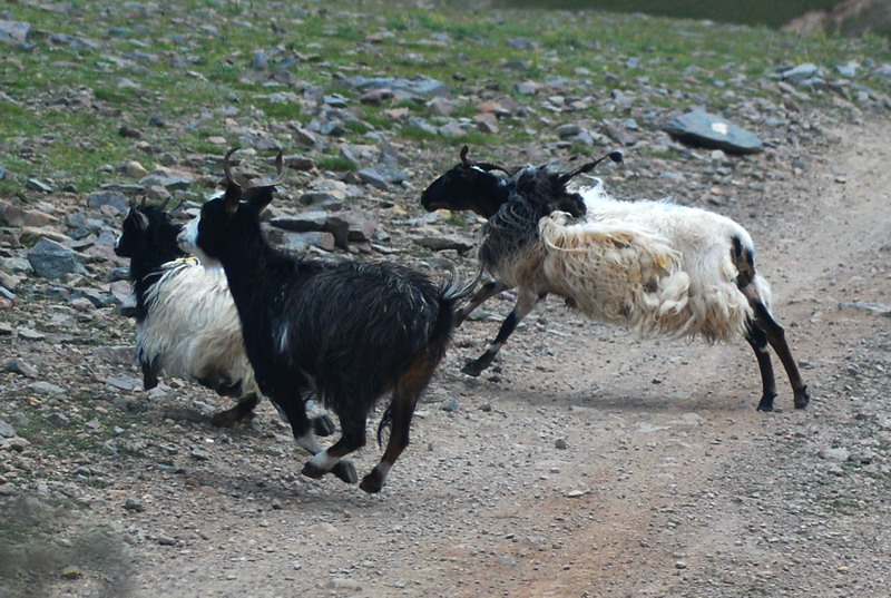 dsc_9603.jpg