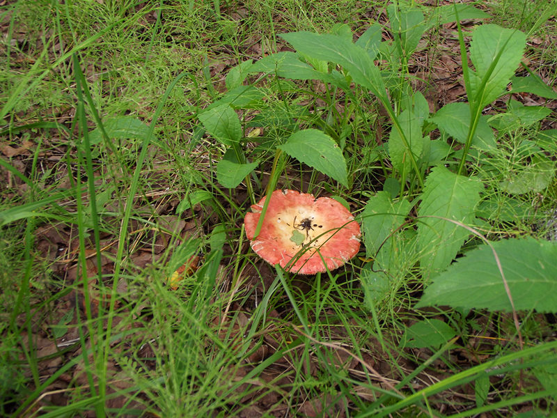 dscf3406_.jpg