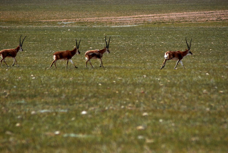 dsc_0042.jpg
