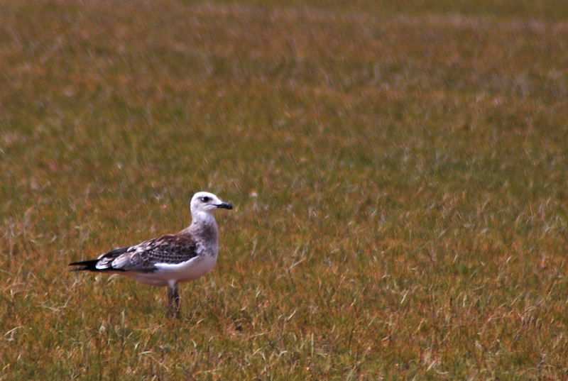 dsc_0060.jpg
