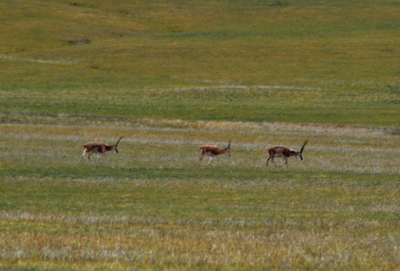 dsc_0095.jpg