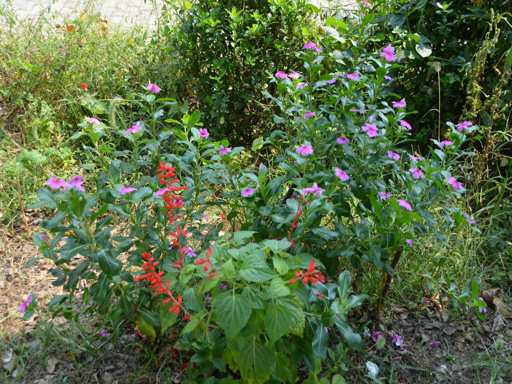 dsc_0210.jpg