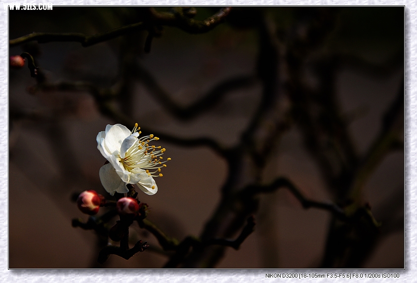 DSC_2607.jpg