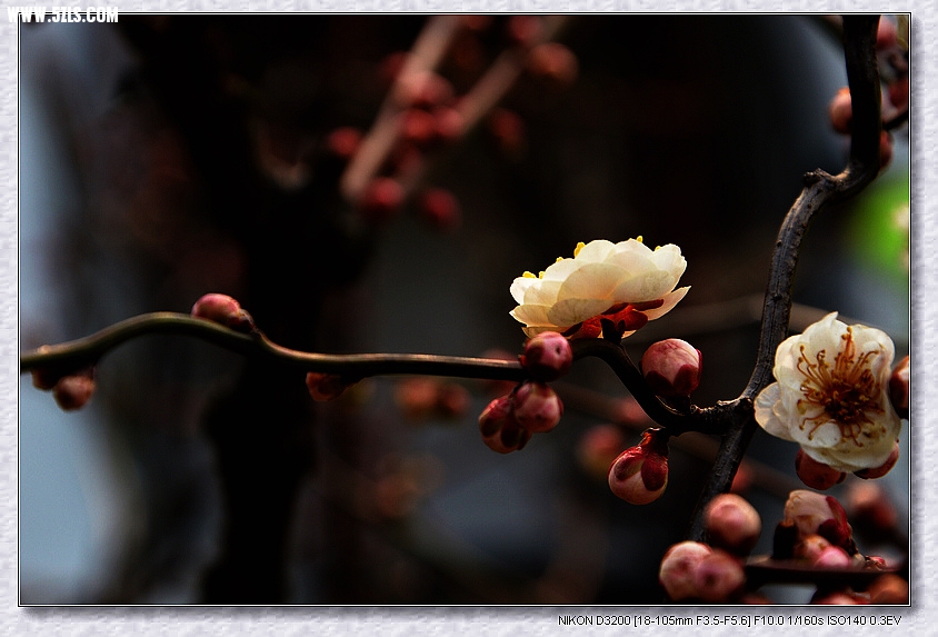 DSC_3166.jpg