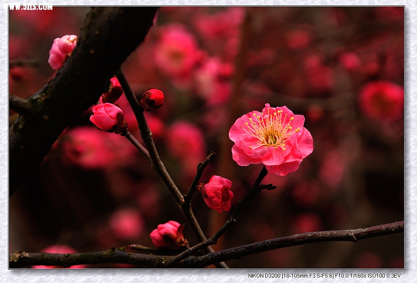 DSC_3180.jpg