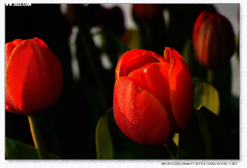 DSC_2981.jpg