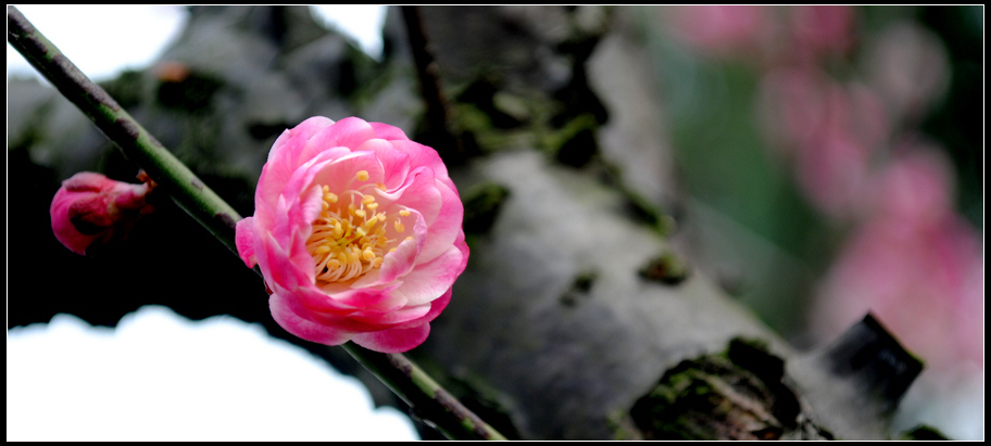 DSC_00801.jpg