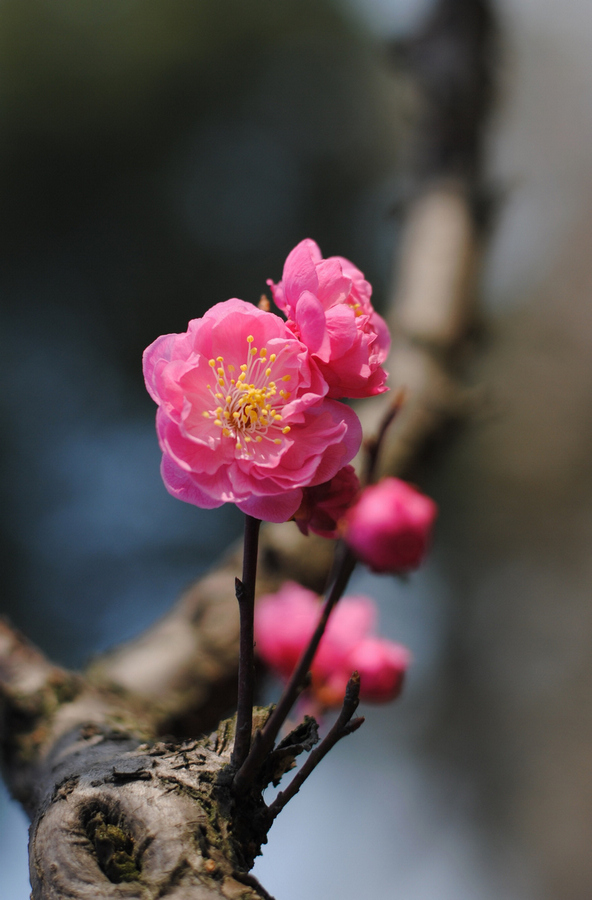 DSC_00021.jpg