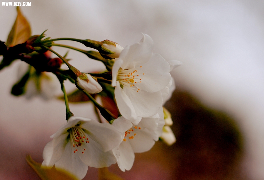 DSC_01052.jpg