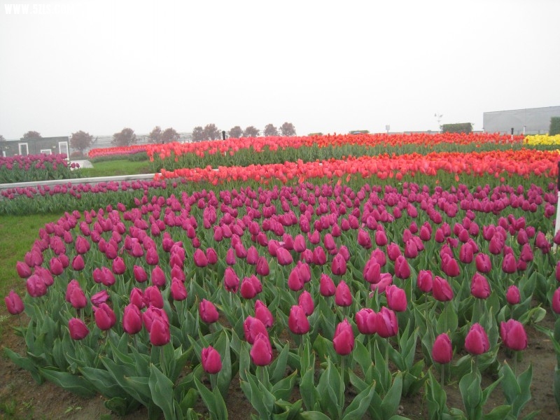 conew_img_7525.jpg