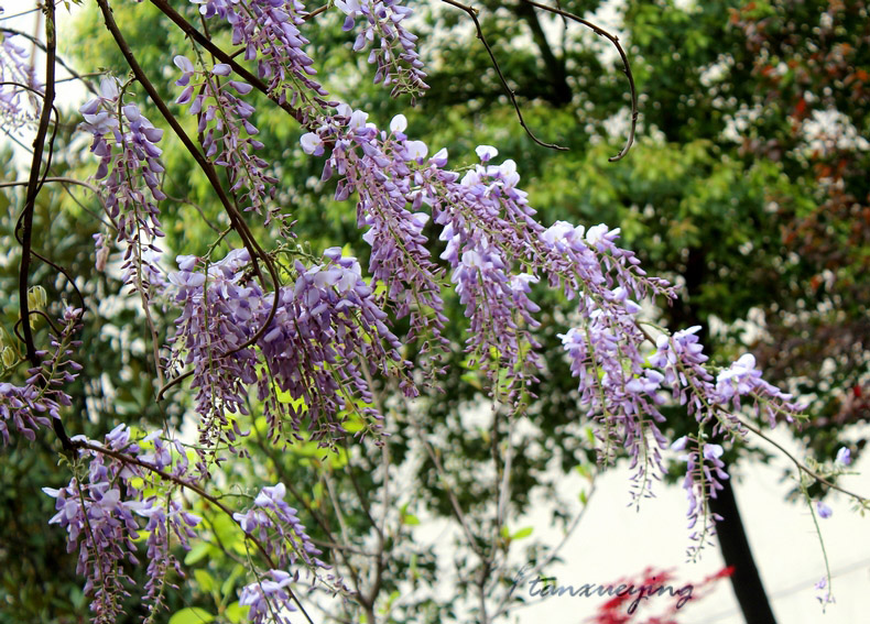 IMG_9597.jpg