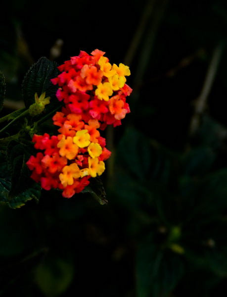 IMG_9933_СС.jpg