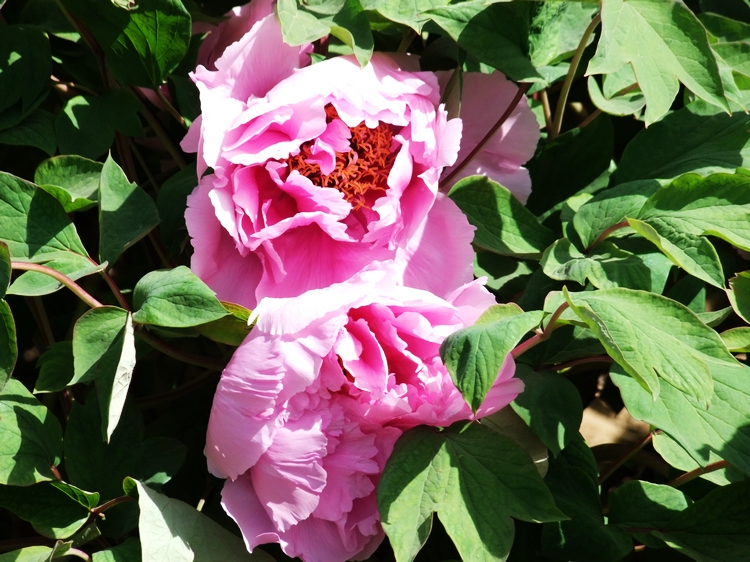 DSCF2699.jpg