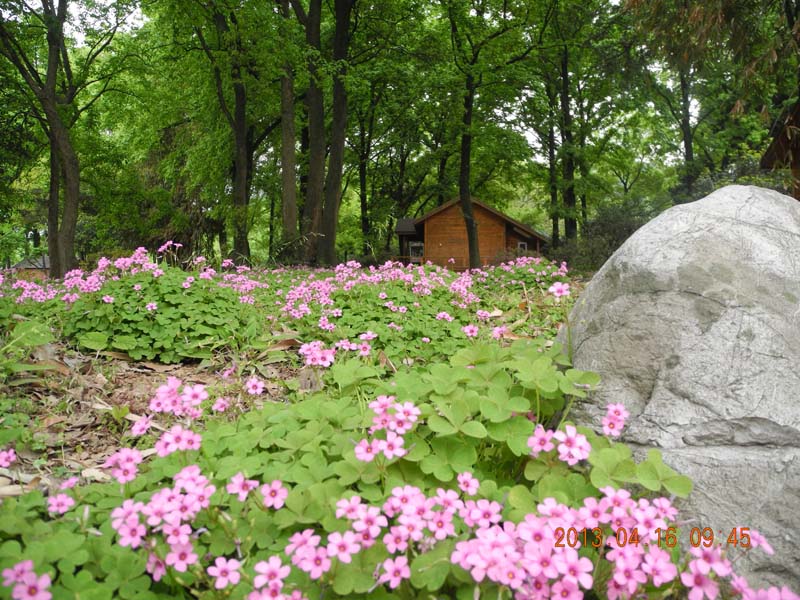 DSCN6597.JPG