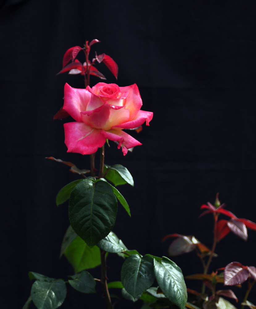 DSC_0106.jpg