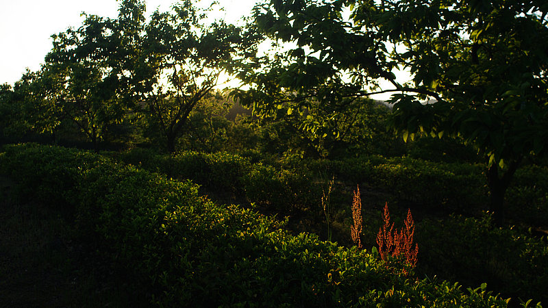 IMGP0216.jpg