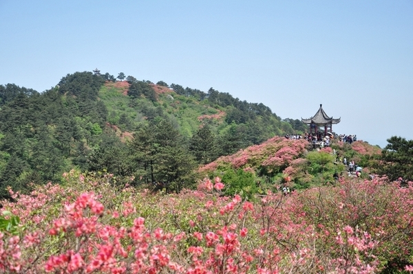 ž黨
