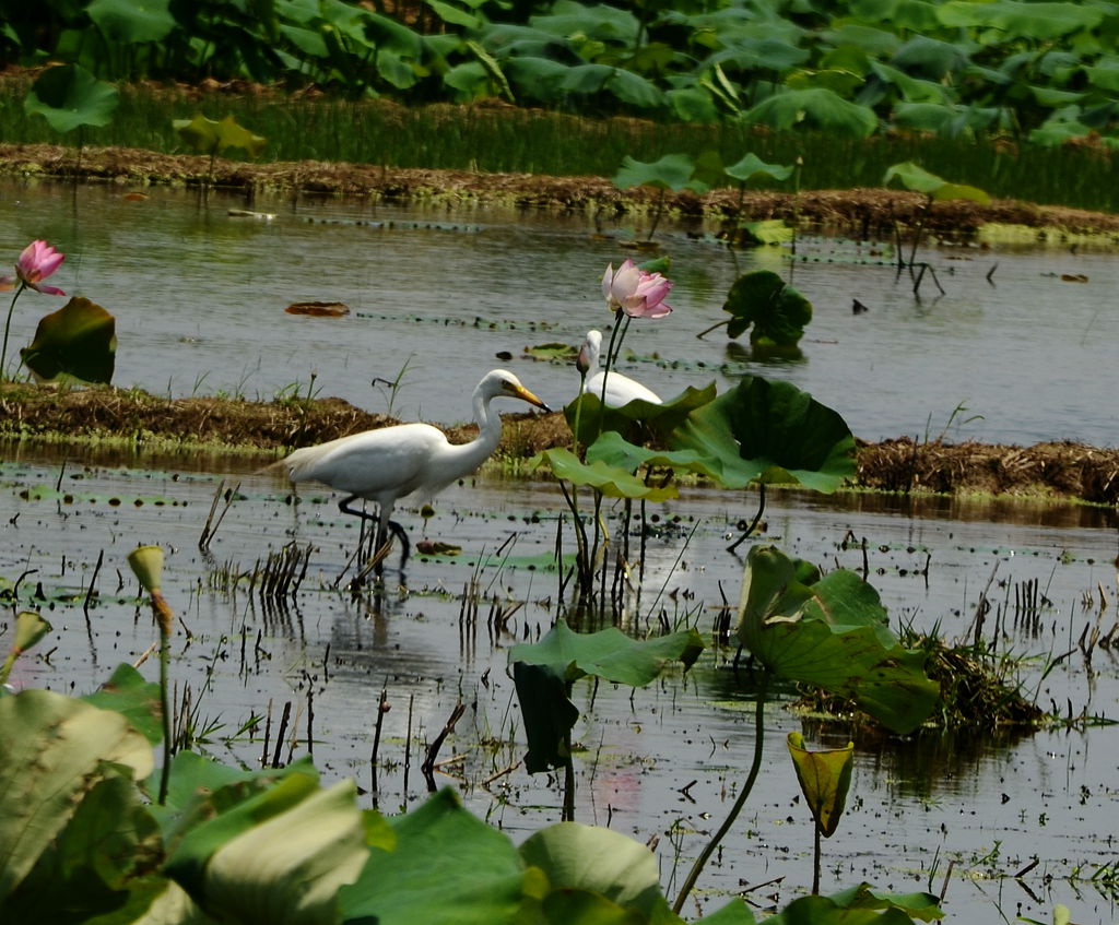 DSC_7796_1.jpg