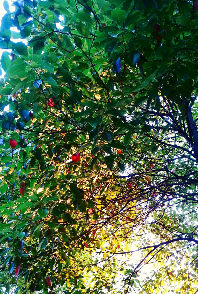 C360_2013-06-17-19-04-42-630.jpg