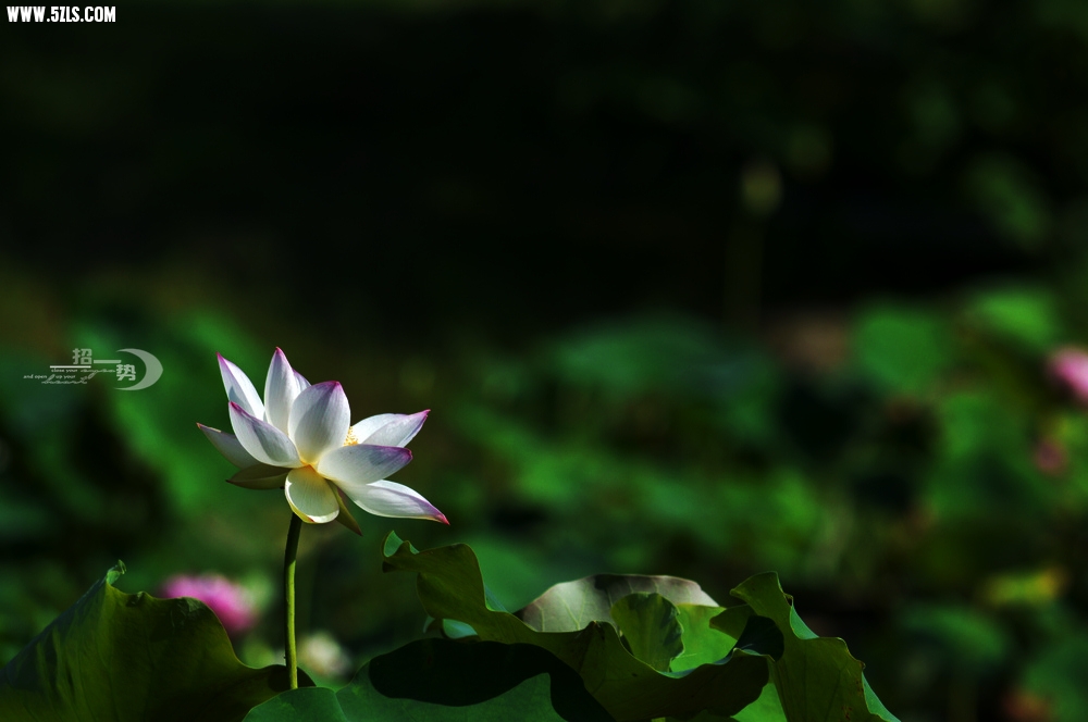 DSC_1064.jpg