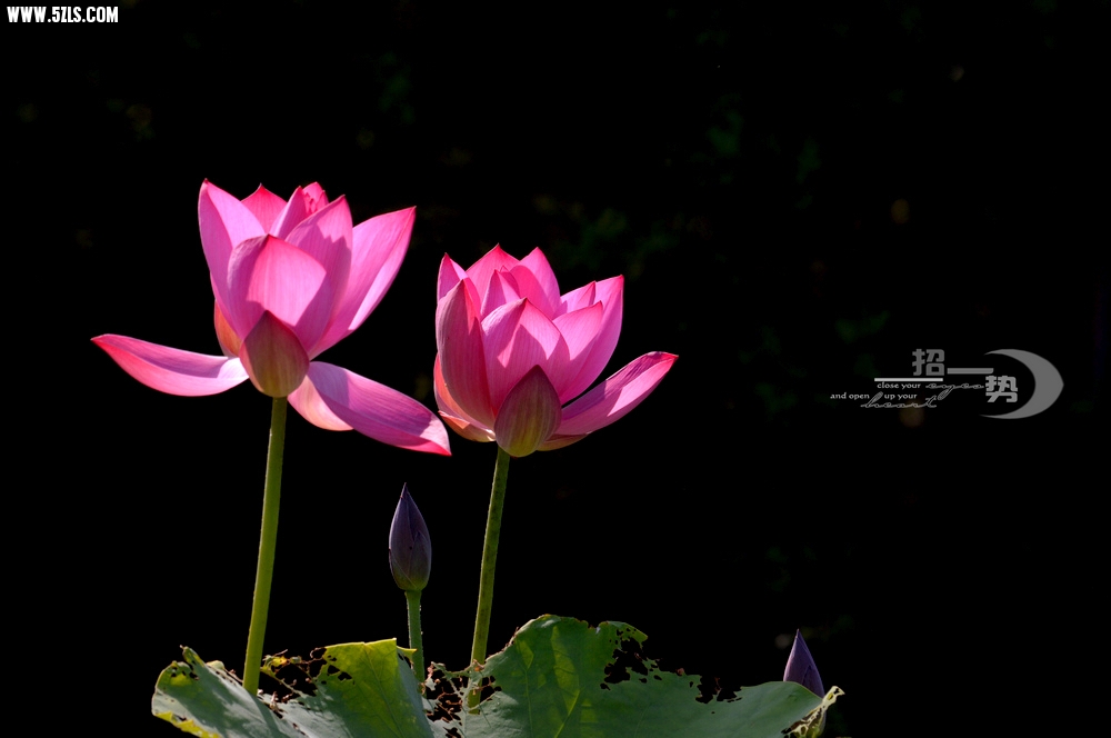 DSC_1069.jpg