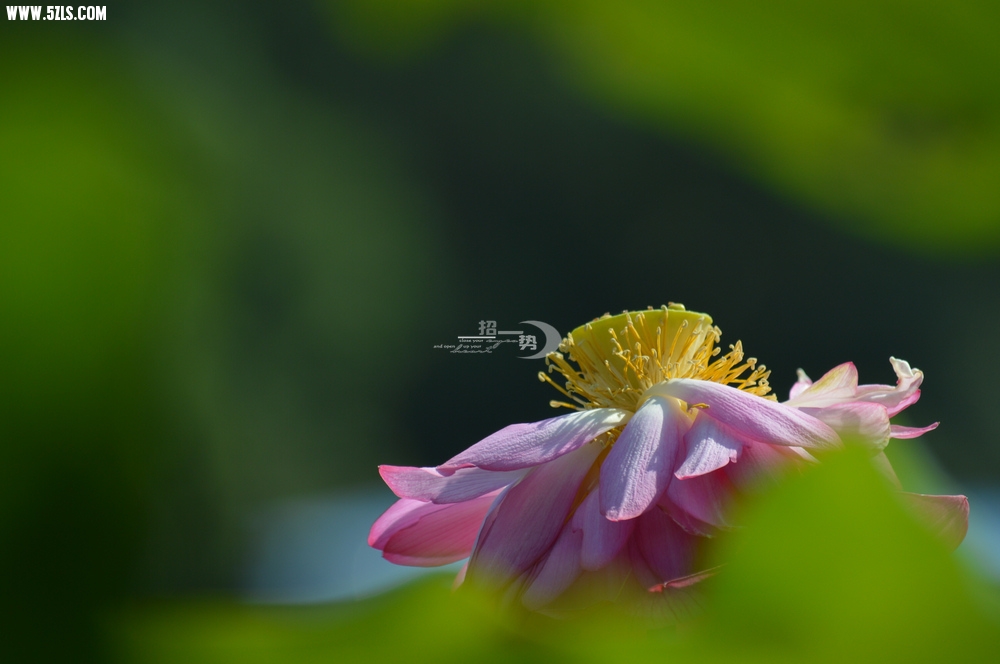 DSC_1150.jpg