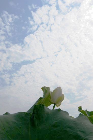 江夏荷花 112.jpg