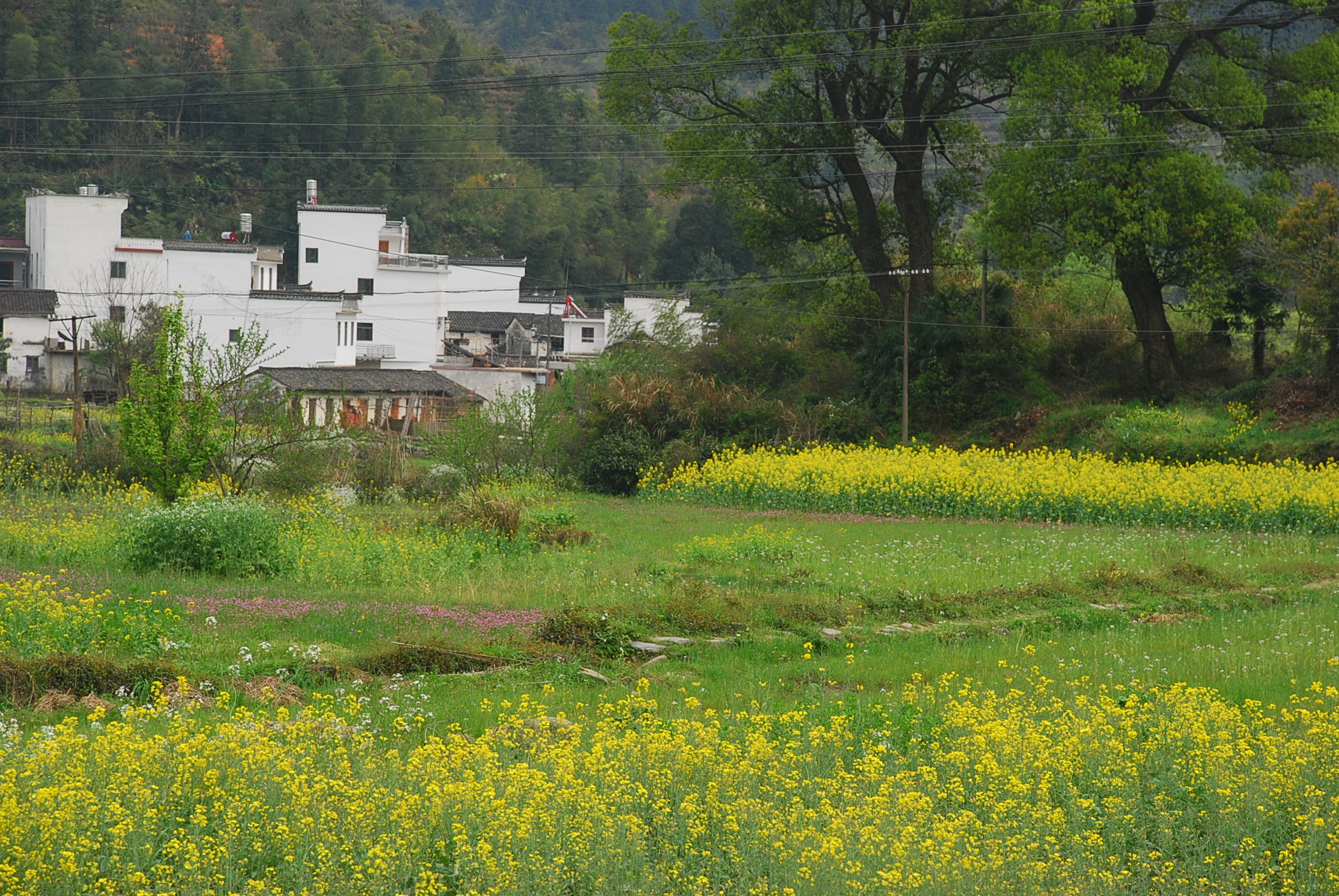 DSC_8667.JPG
