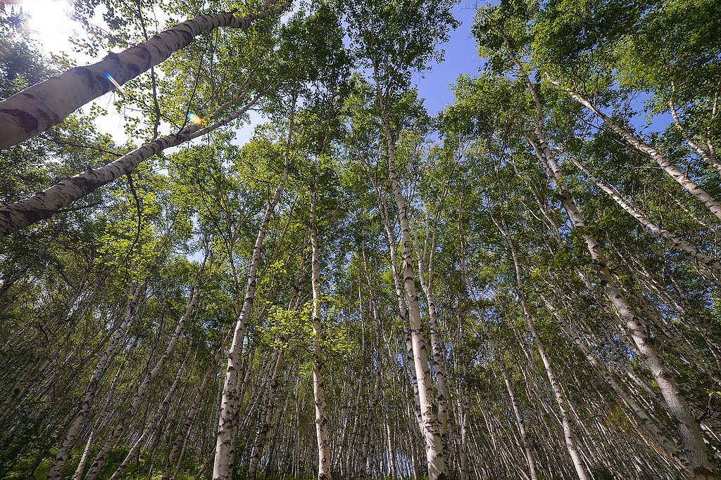DSC_7819.jpg