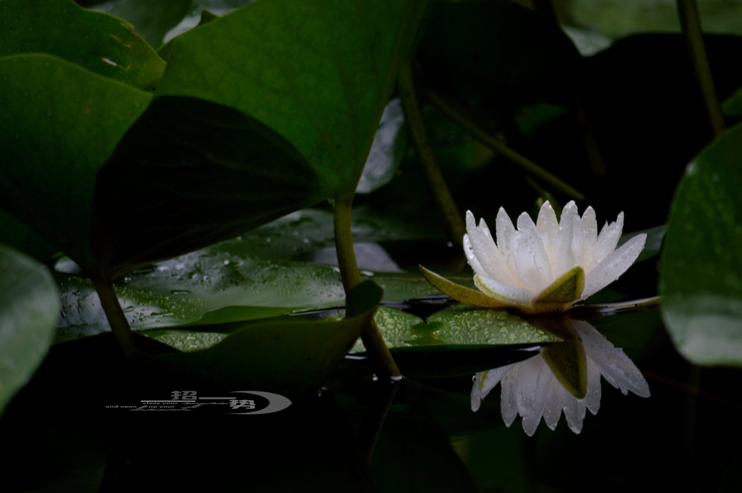 DSC_1640.jpg