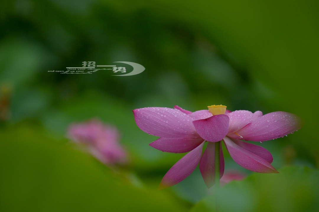 DSC_1713.jpg