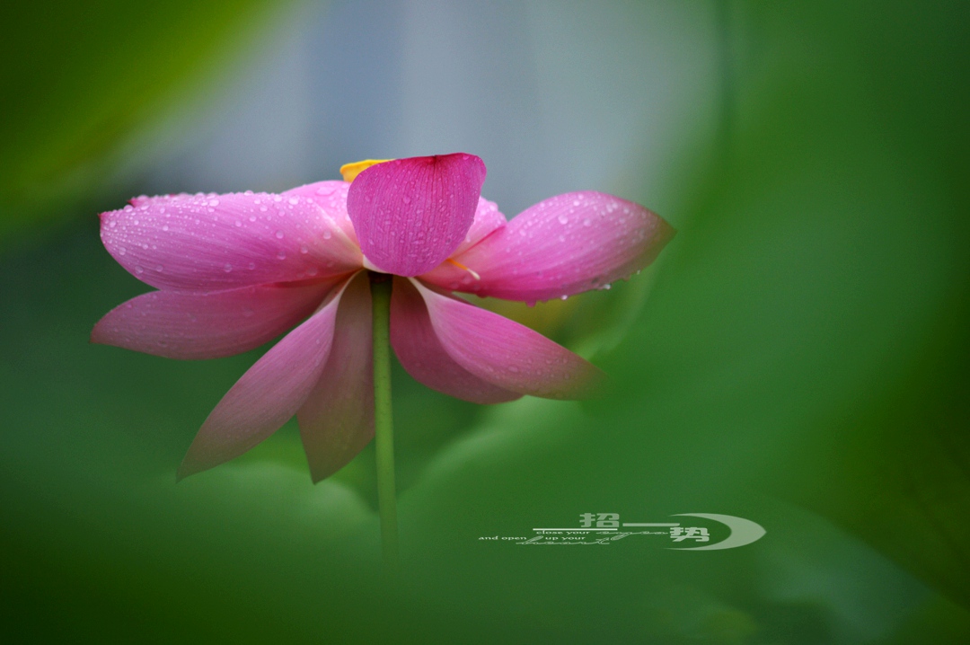 DSC_1718.jpg
