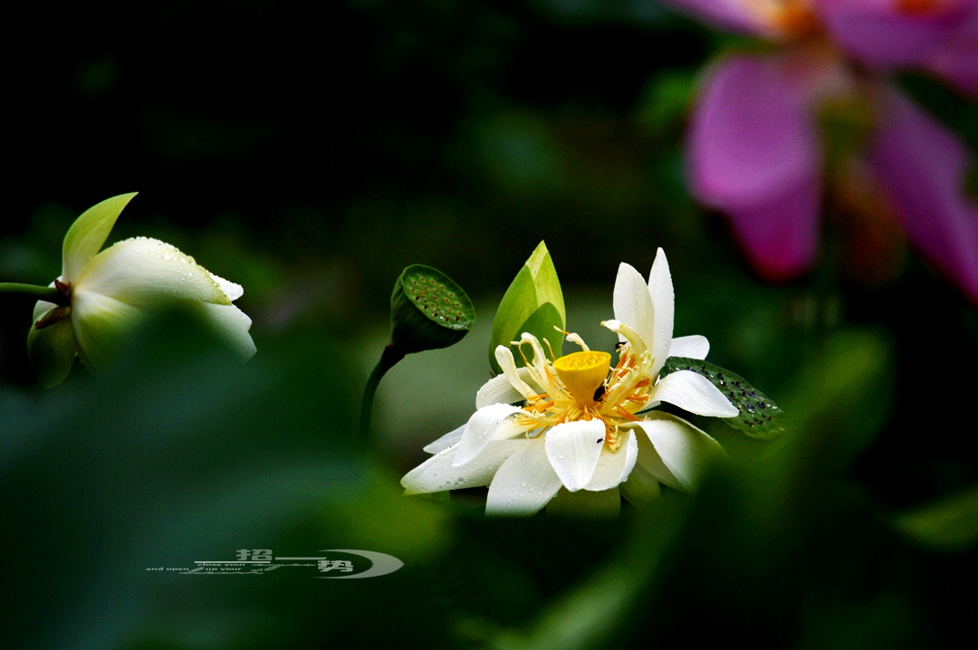DSC_1742.jpg