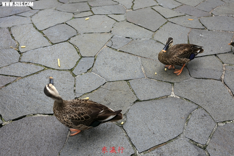IMG_4486.jpg
