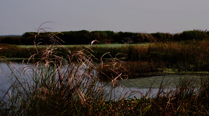 DSC_0442.JPG