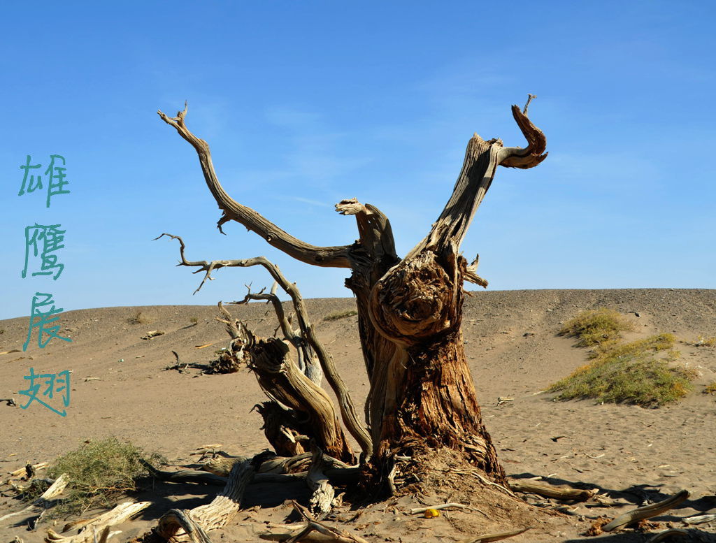 DSC_9977__.jpg